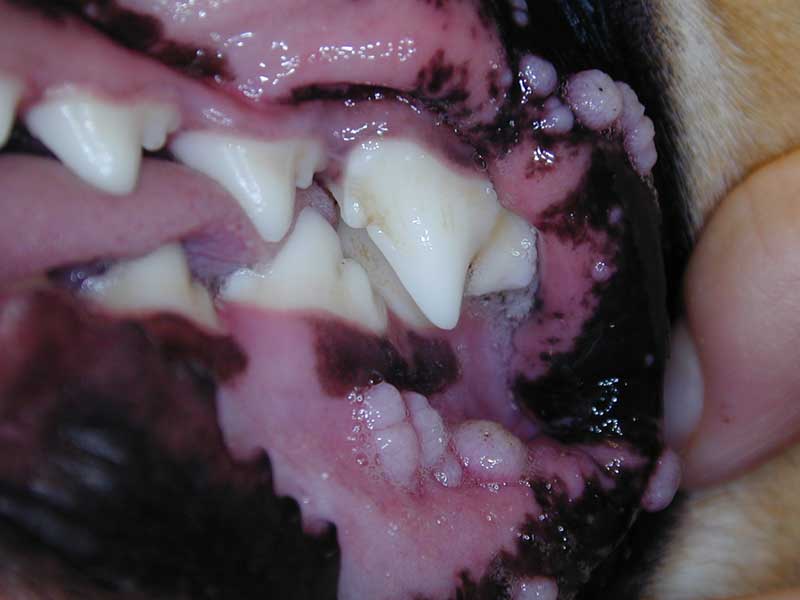Oral papillomas are "warts"