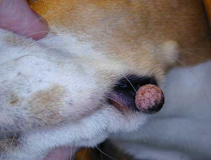 papilloma dog ear