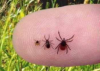  Western black-legged tick, Ixodes pacificus. From left: nymph, adult male, adult female. (Photo courtesy Richmond Laboratory, California Dept. Public Health)