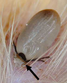 Tick Feeding